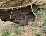 Eagle owls