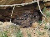 Eagle owls