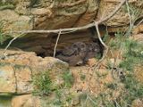 Eagle owls