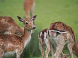 Fallow deer