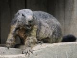 Marmot