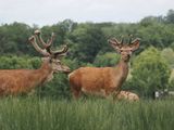 Red deer