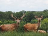 Red deer