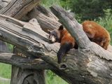 Black bear