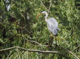 Grey heron