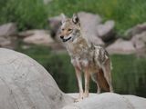 Coyote