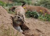 Prairie dogs