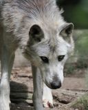 European wolf