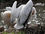 Dalmatian pelican - plican fris