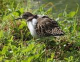 Ruff - Calidris pugnax