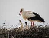 White storks