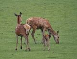 Red deer