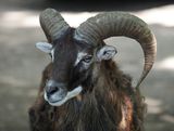 Mouflon