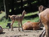 Red deer - fawn