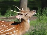 Deer - soaking up the sun