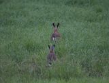 Hares in flight
