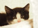 Baby cat - terrified