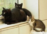 Mummy cat with two of her babies - terrified