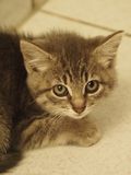 Baby cat - terrified