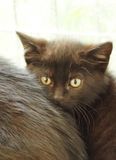 Baby cat - terrified