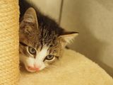 Baby cat - terrified