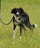 Aki - Border Collie