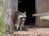 Racoon