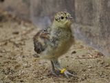 Capercaillie - chick