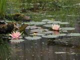Water lilies