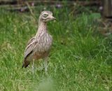 Eurasian stone-curlew