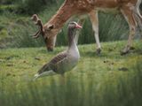 Greyleg goose stealing the show