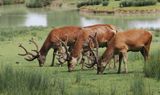 red deer - line up