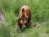 Brown bear