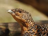 Capercaillie - female