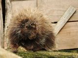 Porcupine