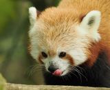 Red Panda