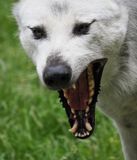 European wolf - tired not vicious