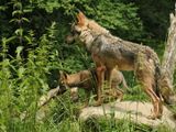 European wolf with pup