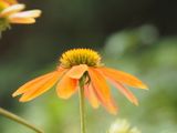 Echinacea