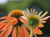 Echinacea