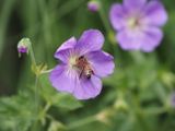Geranium Rosannah