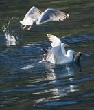 Herring gulls