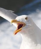 Herring gull
