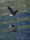 Sea eagle