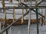 Stockfish
