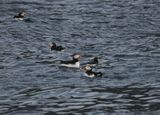 Puffins