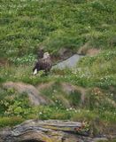 Sea eagle