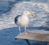 Gull hitching a lift