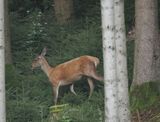 Red deer