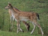Fallow deer - fawns